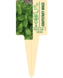 Mentha suaveolens x piperita, Bildstecketikett VS: