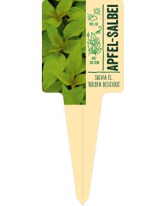 Salvia el. 'Golden Delicious', Bildstecketikett VS: