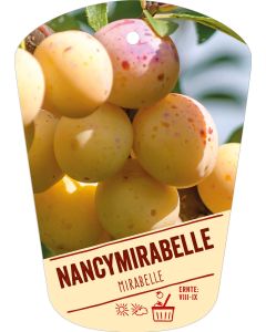 Prunus dom. 'Nancymirabelle', Bildhängeetikett VS: