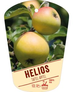 Malus domestica 'Helios', Bildhängeetikett VS: