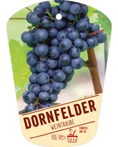 Vitis vinifera 'Dornfelder', Bildhängeetikett VS: