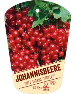 Ribes rubrum 'Stanza' (R), Bildhängeetikett VS: