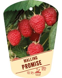 Rubus idaeus 'Malling Promise', Bildhängeetikett VS: