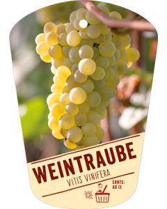 Vitis vinifera, Bildhängeetikett VS: