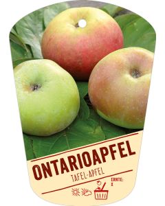 Malus domestica 'Ontarioapfel', Bildhängeetikett VS: