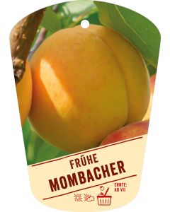 Prunus armeniaca 'Frühe Mombacher', Bildhängeetikett VS: