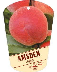 Prunus persica 'Amsden', Bildhängeetikett VS: