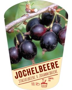 Ribes rubrum 'Jochelbeere', Bildhängeetikett VS: