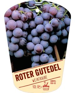 Vitis vinifera 'Roter Gutedel', Bildhängeetikett VS: