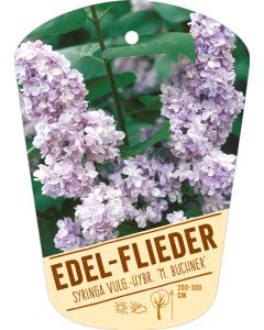 Syringa Vulg.-Hy. 'M. Buchner', Bildhängeetikett VS: