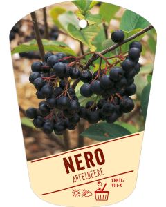 Aronia melanocarpa 'Nero', Bildhängeetikett VS: