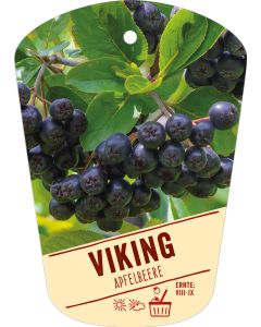 Aronia melanocarpa 'Viking', Bildhängeetikett VS:
