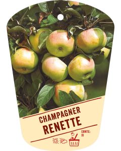 Malus domestica 'Champagner Renette', Bildhängeetikett VS: