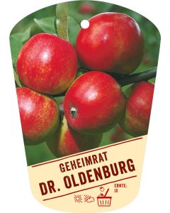Malus domestica 'Geheimrat Dr. Oldenburg', Bildhängeetikett VS: