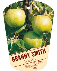 Malus domestica 'Granny Smith', Bildh&auml;ngeetikett VS: