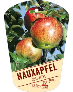 Malus domestica 'Hauxapfel', Bildhängeetikett VS: