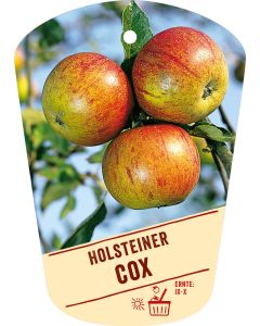 Malus domestica 'Holsteiner Cox', Bildhängeetikett VS:
