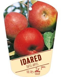 Malus domestica 'Idared', Bildhängeetikett VS: