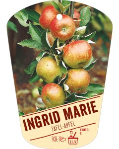 Malus domestica Ingrid Marie, Bildhängeetikett VS: