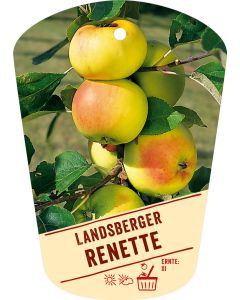 Malus domestica 'Landsberger Renette', Bildhängeetikett VS:
