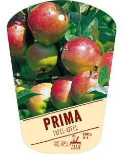 Malus domestica 'Prima', Bildhängeetikett VS: