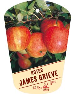 Malus domestica 'Roter James Grieve', Bildhängeetikett VS: