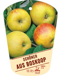 Malus domestica 'Schöner aus Boskoop', Bildhängeetikett VS: