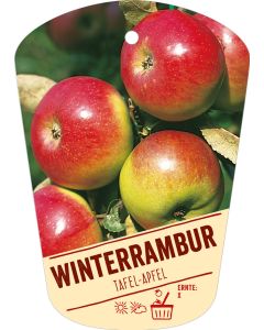 Malus domestica 'Winterrambur', Bildh&auml;ngeetikett VS: