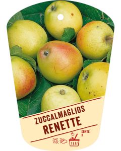 Malus domestica 'Zuccalmaglios Renette', Bildh&auml;ngeetikett VS: