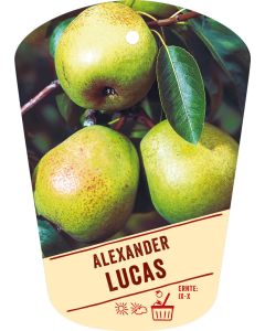 Pyrus communis 'Alexander Lukas', Bildh&auml;ngeetikett VS: