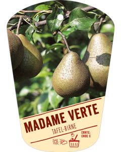 Pyrus communis 'Madame Verte', Bildhängeetikett VS: