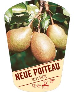 Pyrus communis 'Neue Poiteau', Bildhängeetikett VS: