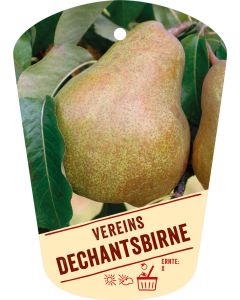 Pyrus communis 'Vereins Dechantsbirne', Bildhängeetikett VS: