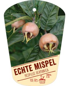 Mespilus germanica , Bildhängeetikett VS: