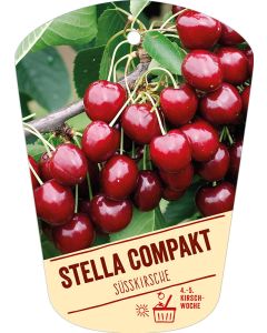 Prunus avium 'Stella Compakt', Bildhängeetikett VS: