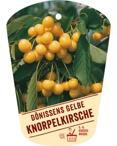 Prunus avium 'Dönissens Gelbe Knorpelkirsche', Bildhängeetikett VS: