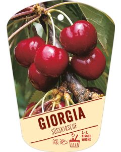 Prunus avium 'Giorgia', Bildhängeetikett VS: