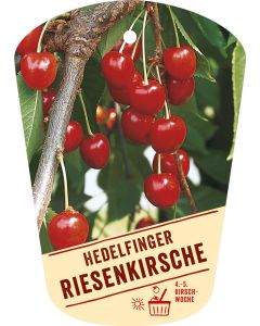 Prunus avium 'Hedelfinger Riesenkirsche', Bildhängeetikett VS: