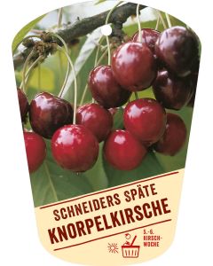 Prunus avium 'Schneiders Späte Knorpelkirsche', Bildhängeetikett VS: