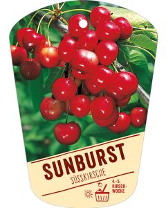 Prunus avium 'Sunburst', Bildhängeetikett VS: