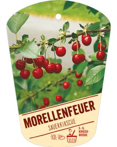 Prunus cerasus 'Morellenfeuer', Bildhängeetikett VS: