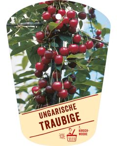 Prunus cerasus 'Ungarische Traubige', Bildhängeetikett VS: