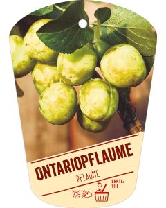 Prunus domestica 'Ontariopflaume', Bildhängeetikett VS:
