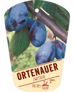 Prunus domestica 'Ortenauer Zwetsche', Bildhängeetikett VS: