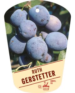 Prunus domestica 'Ruth Gerstetter', Bildhängeetikett VS: