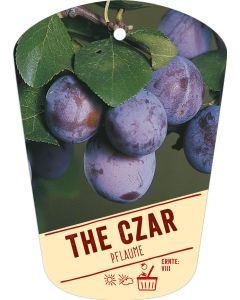 Prunus domestica 'The Czar', Bildhängeetikett VS: