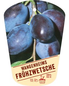 Prunus domestica 'Wangenheims Frühzwetsche', Bildhängeetikett VS: