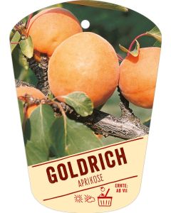 Prunus armeniaca Goldrich (Jumbo Cot), Bildhängeetikett VS:
