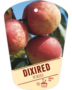 Prunus persica 'Dixired', Bildhängeetikett VS: