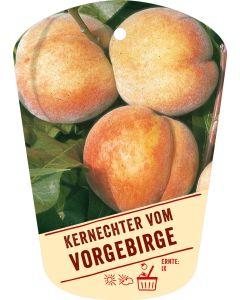 Prunus persica 'Kernechter vom Vorgebirge', Bildhängeetikett VS: